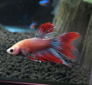 0703betta011