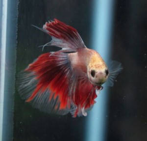 0703betta012