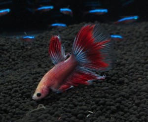 0703betta013