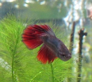 0703betta03