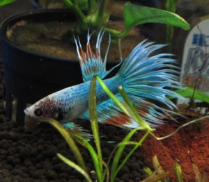 0703betta05