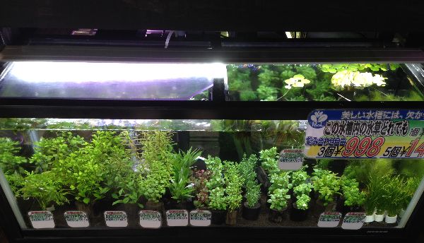 水草色々入荷しました 在庫の水草一覧 生き物屋pool