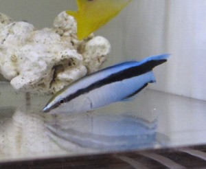 ホンソメワケベラ03