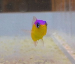 カンムリニセスズメ02