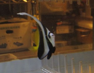 ハタタテダイ0815