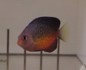 アカハラヤッコ0815