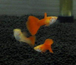 国産グッピーフルレッド01
