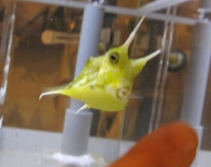 コンゴウフグ08150