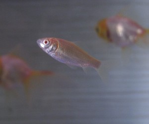 アルビノフナ01