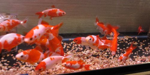 国産金魚入荷しました。3月22日 | 生き物屋PooL