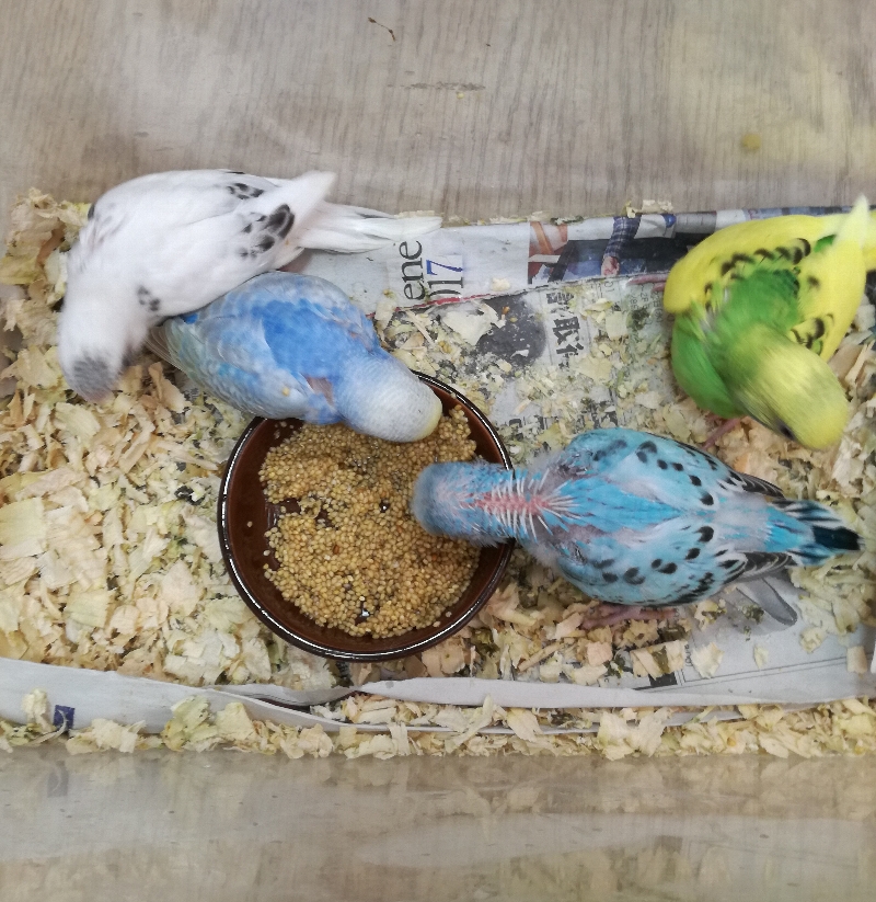 手乗り文鳥、セキセイインコヒナ育ててます | 生き物屋PooL