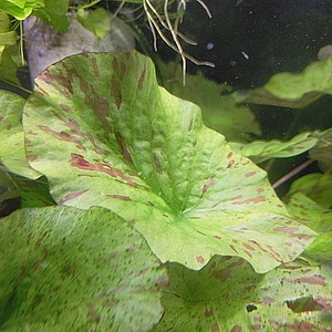 あばぶ　ホレマニーレッド　約25年前の株　+タイガーロータスギニア便97年 あばぶ様専用 ホレマニーレッド 約25年前の株 +タイガーロータスギニア